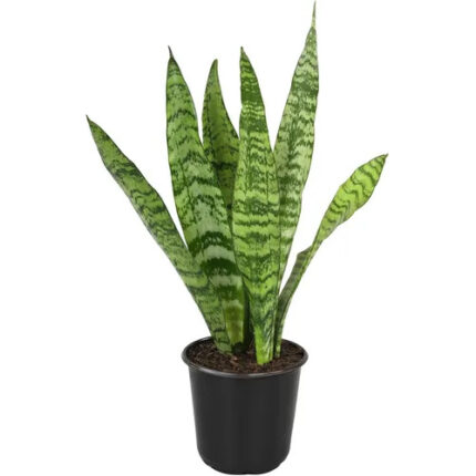 Snake Zebra Plant
