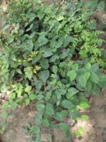 Bleeding Heart Vine