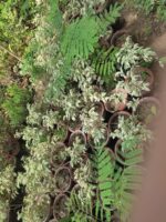 variegated ficus plant