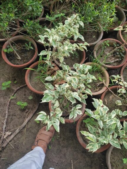 variegated ficus plant