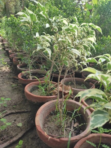 variegated ficus plant