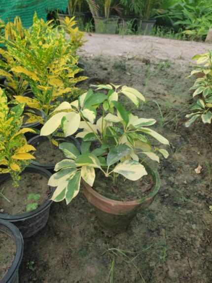 Schefflera Umbrella