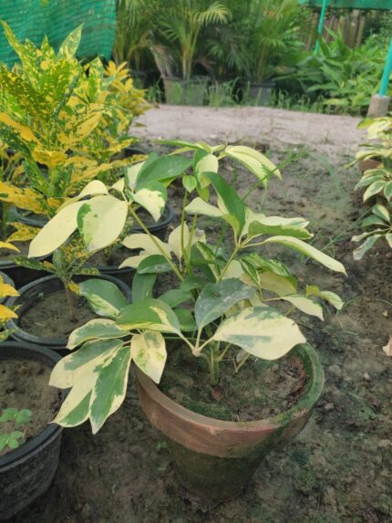 Schefflera arboricola