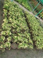 Variegated Schefflera
