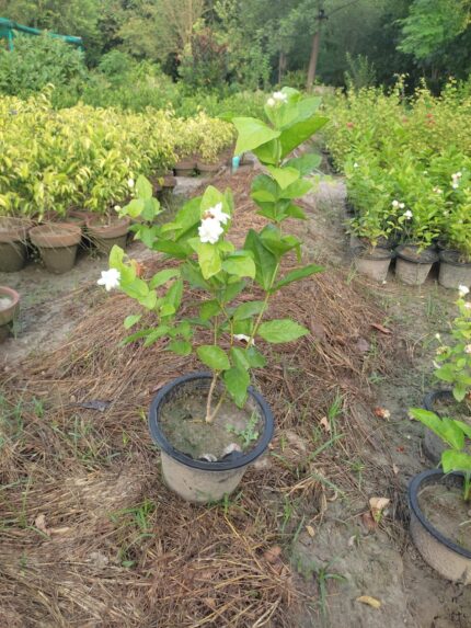 Motia Plant (Jasminum sambac / Arabian Jasmine
