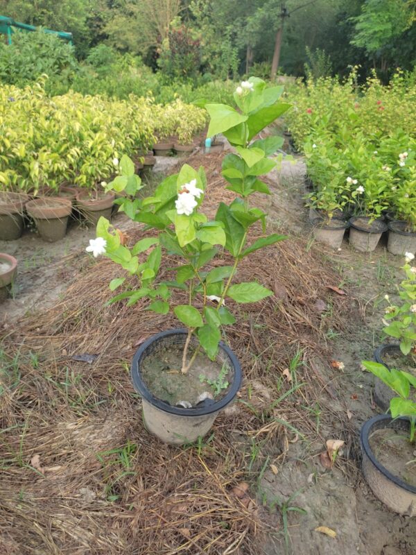 Motia Plant (Jasminum sambac / Arabian Jasmine