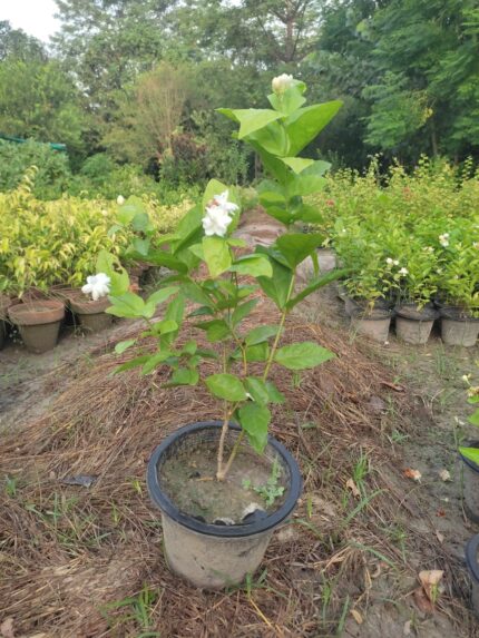 Motia Plant (Jasminum sambac / Arabian Jasmine