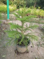 Araucaria Plant
