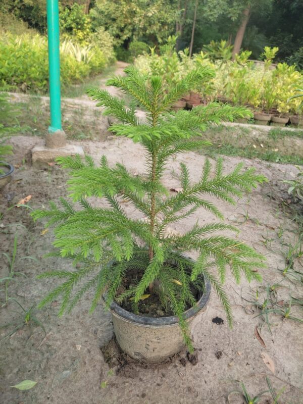 Araucaria Plant