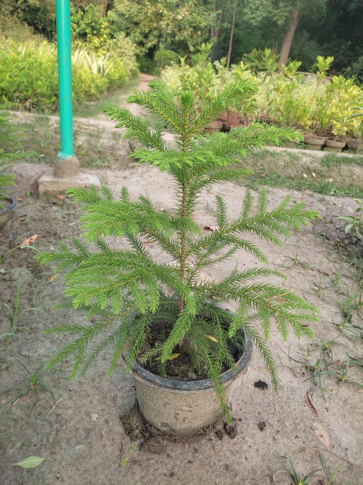 Araucaria Plant Araucaria Plant