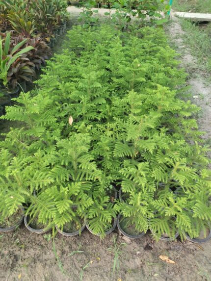 Araucaria Plant