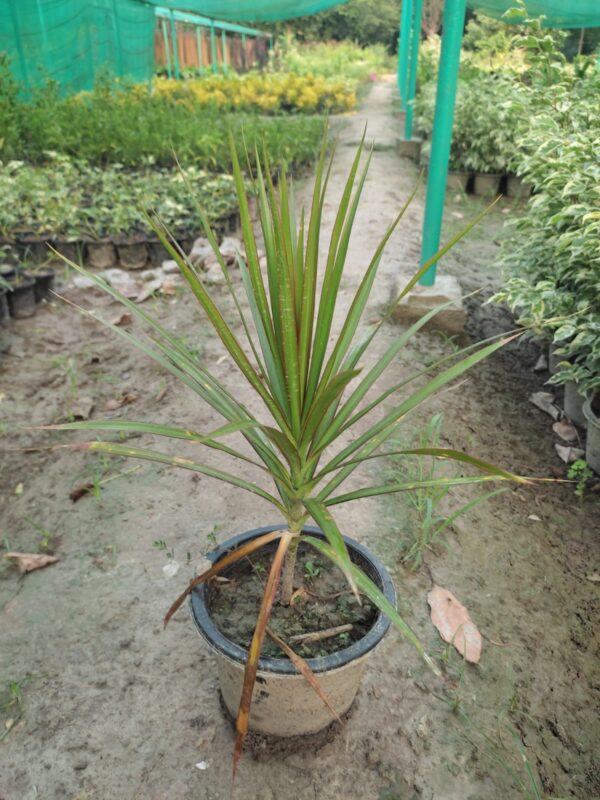 dracaena marginata plant