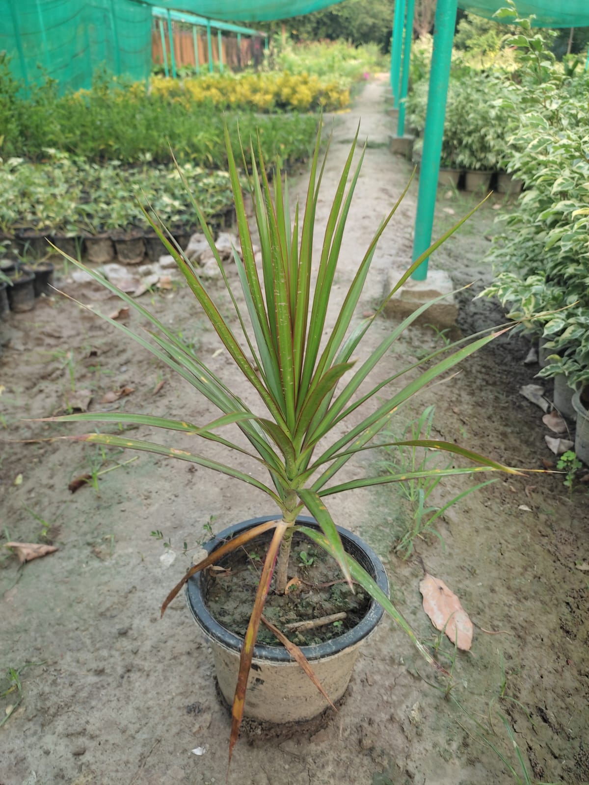 dracaena marginata plant dracaena marginata plant