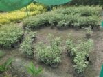 Hawaiian Ficus (Ficus microcarpa