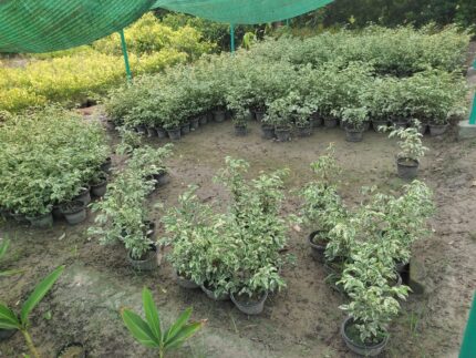Hawaiian Ficus (Ficus microcarpa