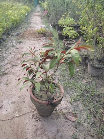 excoecaria cochinchinensis plant