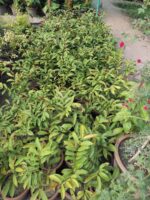 excoecaria cochinchinensis plant