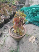 Acalypha wilkesiana