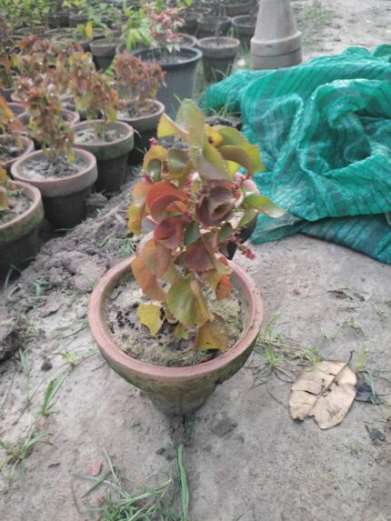 Acalypha wilkesiana