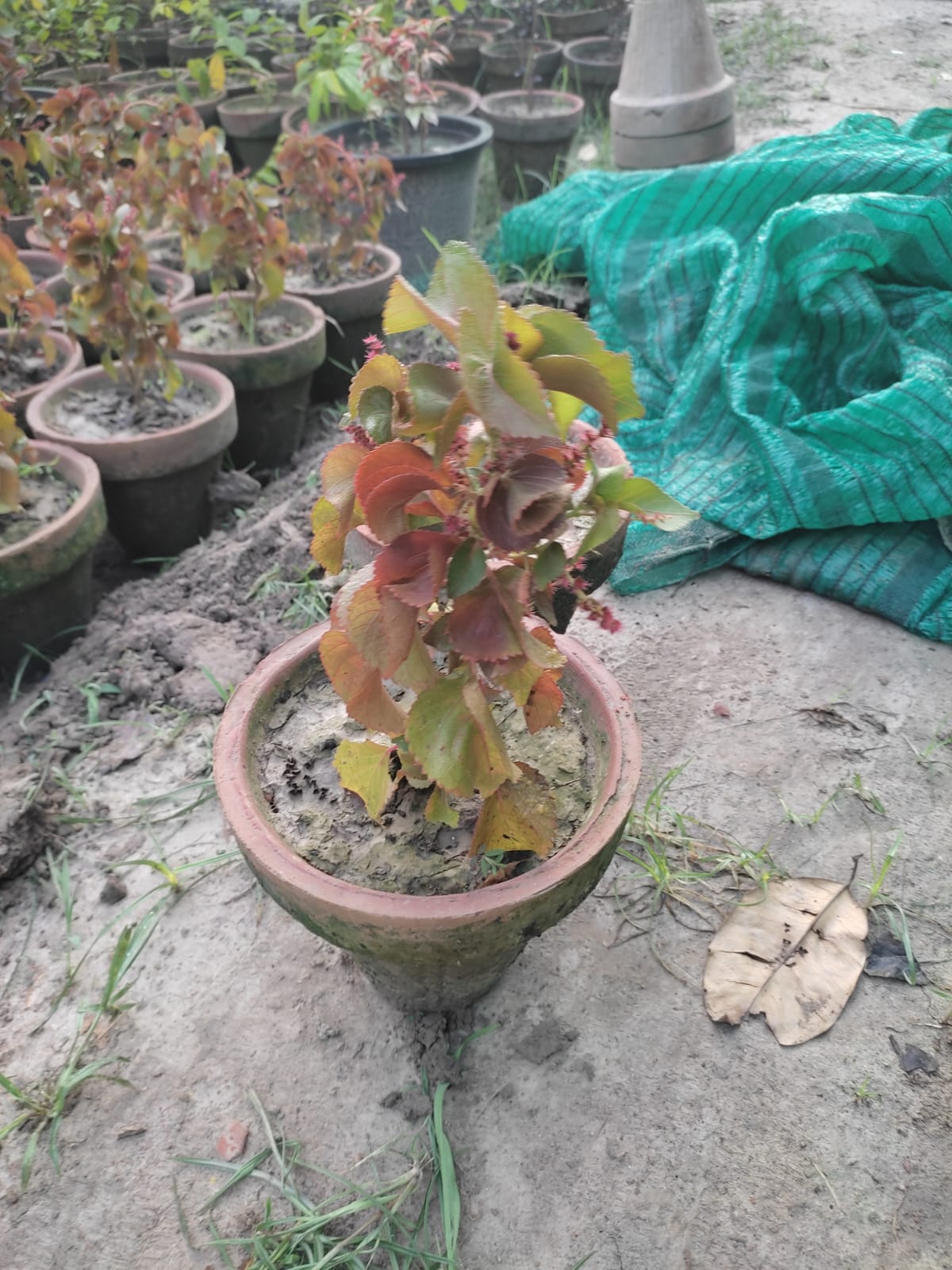Acalypha wilkesiana Acalypha wilkesiana