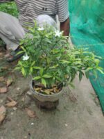 Plant (Chandi Dwarf / Madagascar Periwinkle