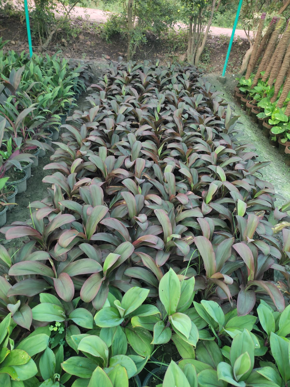 Buy Cordyline fruticosa Rubra Plants