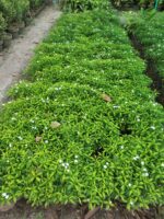 Plant (Chandi Dwarf / Madagascar Periwinkle