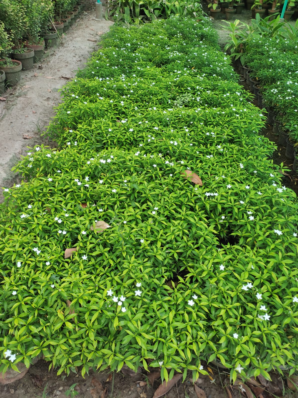 Plant (Chandi Dwarf / Madagascar Periwinkle