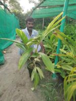(Lachi or Elaichi) Plant