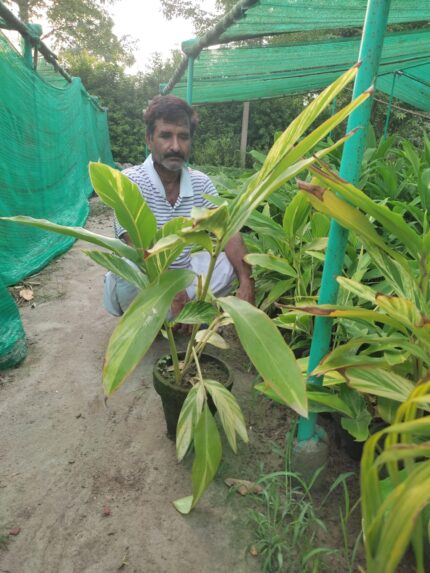 (Lachi or Elaichi) Plant