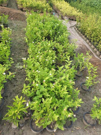 Motia (Jasminum sambac) plant