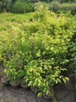 Golden Ficus