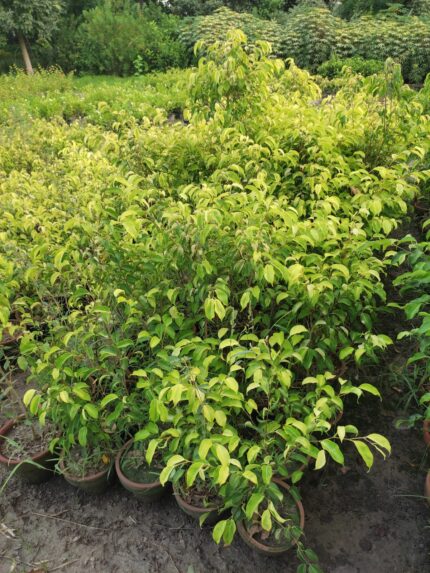 Golden Ficus