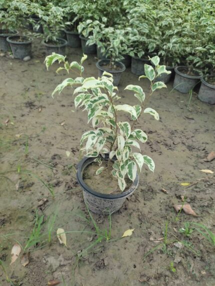 Hawaiian Ficus (Ficus microcarpa