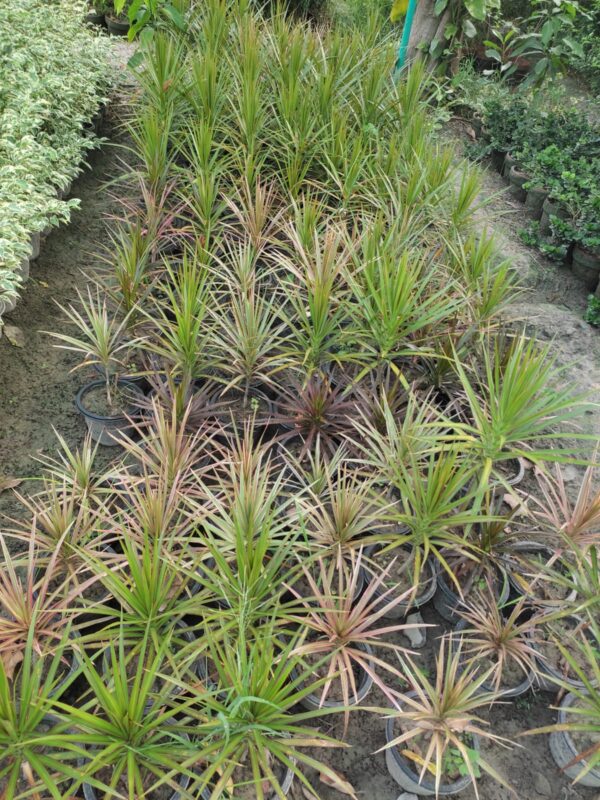 dracaena marginata plant