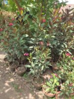 Jatropha Plant