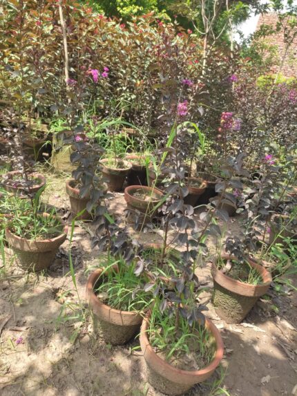 Crape Myrtle purple plant