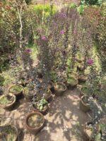 Crape Myrtle purple plant