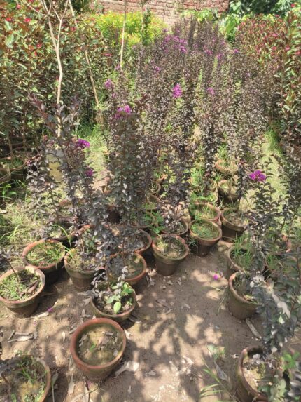 Crape Myrtle purple plant