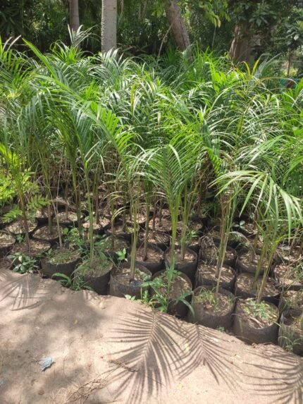 Areca Palm