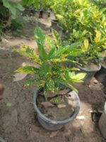 Croton Plant (کروٹن)