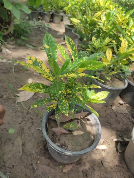 Croton Plant (کروٹن)