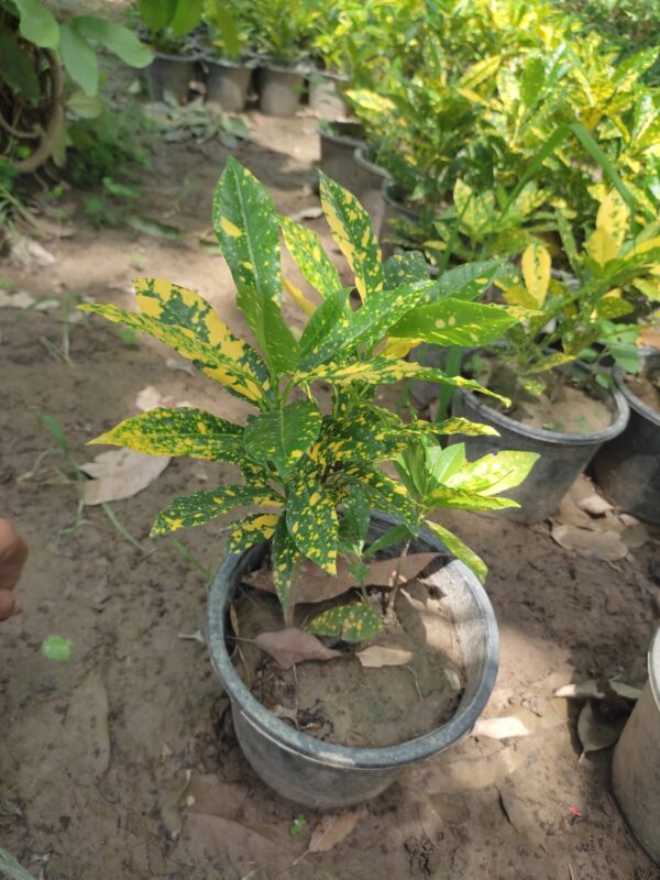 Croton Plant (کروٹن)