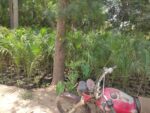 Areca Palm