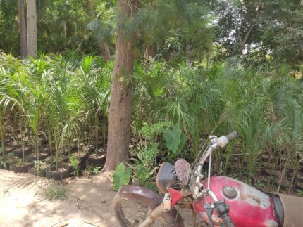 Areca Palm