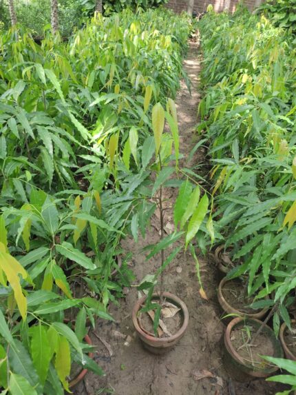 Monoon longifolium plants,