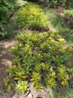 Croton Plant (کروٹن)
