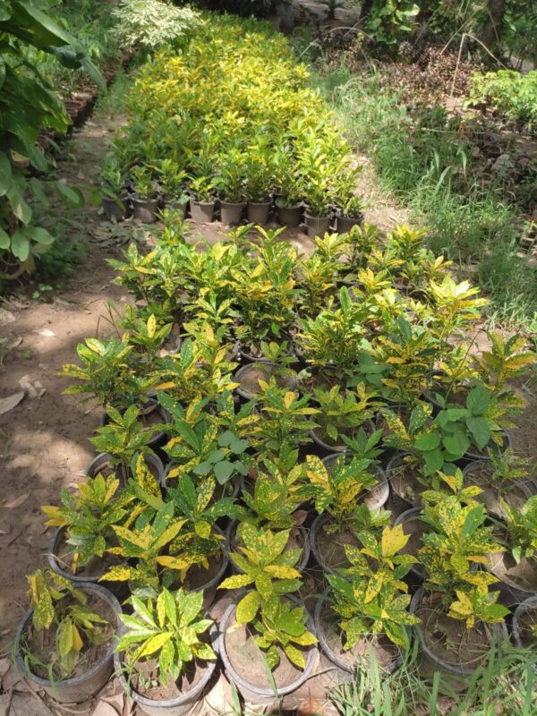 Croton Plant (کروٹن)