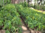 Monoon longifolium plants,
