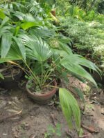 China Palm (Livistona Chinensis)